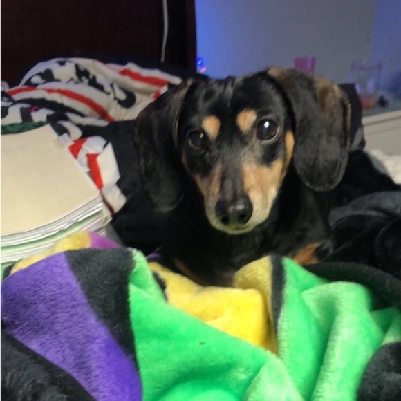 Meet your Posher, Maddy - Picture 1 of 1